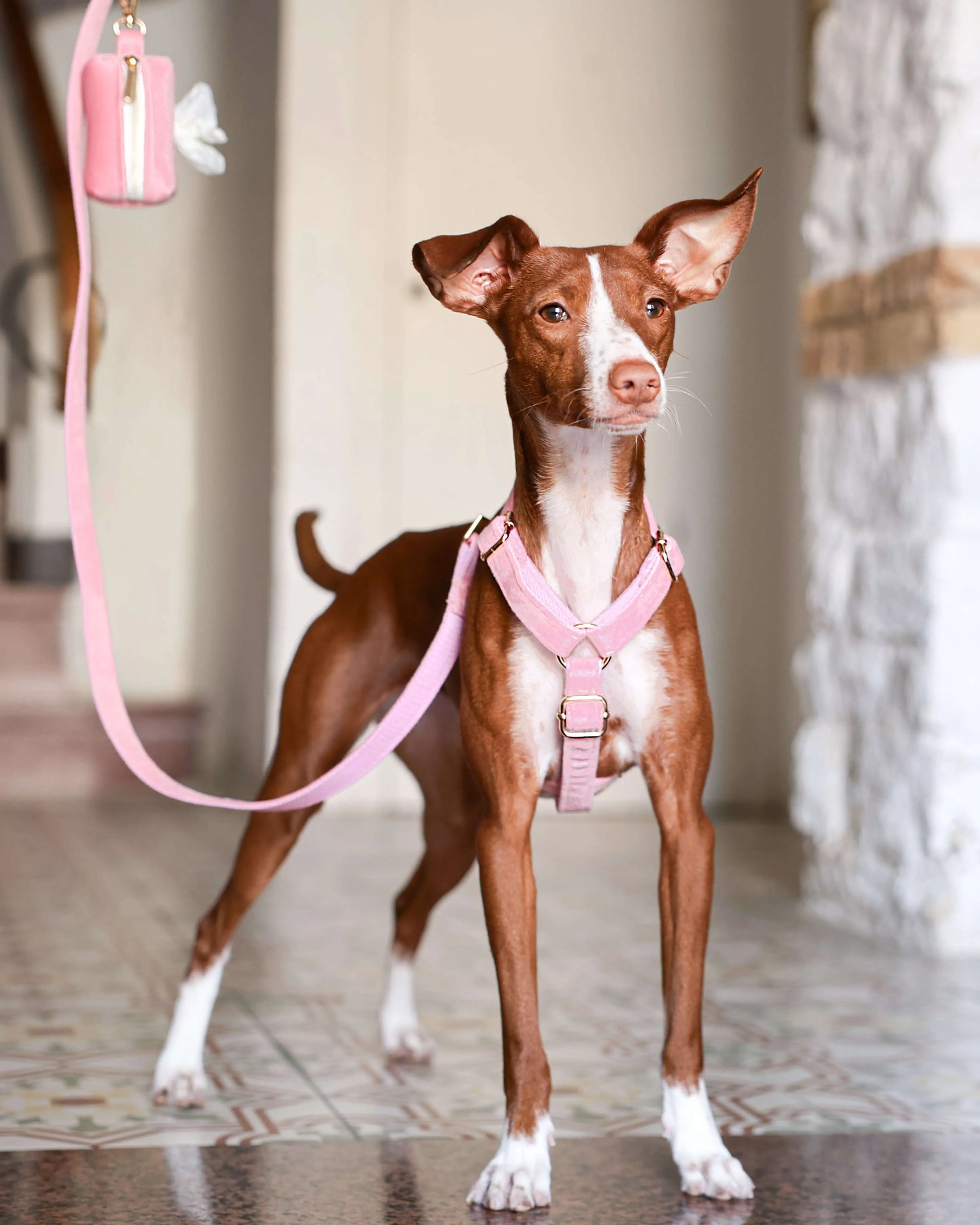 Perro modelando el arnés de terciopelo rosa al aire libre.