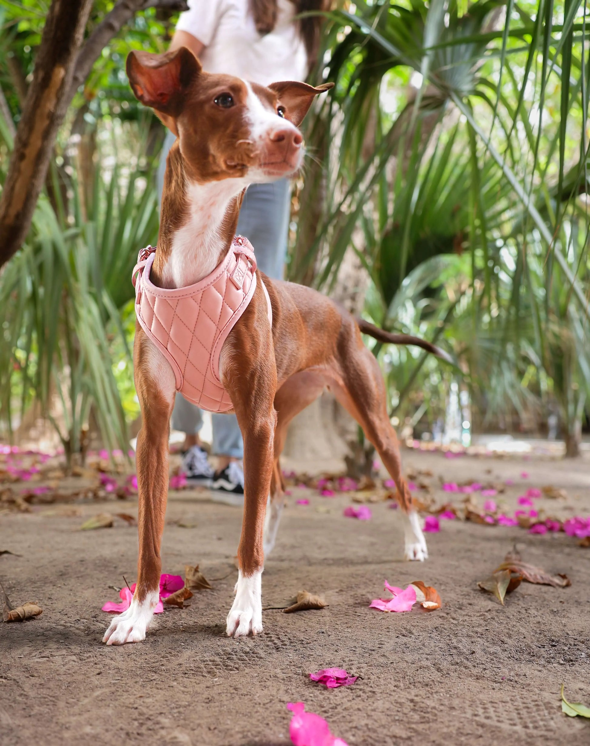 Perro usando el arnés de cuero vegano rosa mientras camina al aire libre.