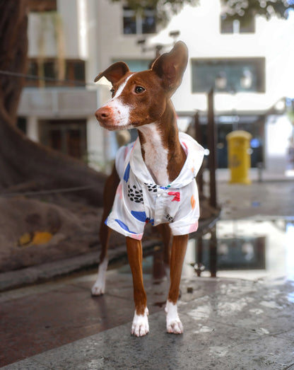 Perro con impermeable de estampado abstracto en la calle después de la lluvia.