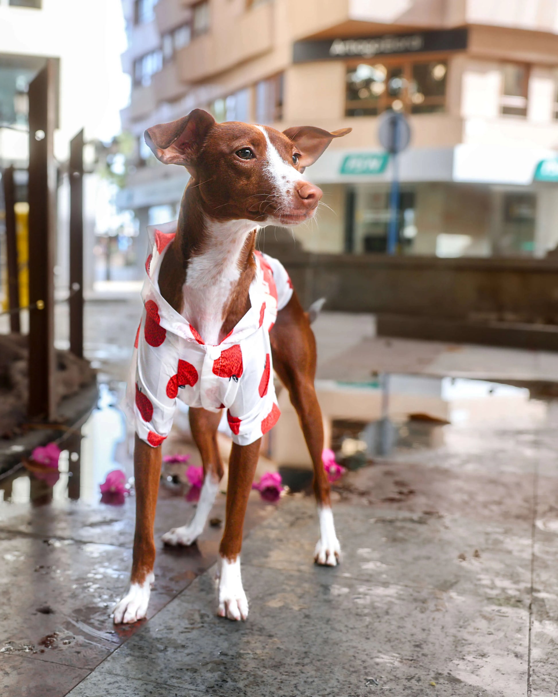 Perro con impermeable de estampado de manzanas rojas en la calle después de la lluvia.