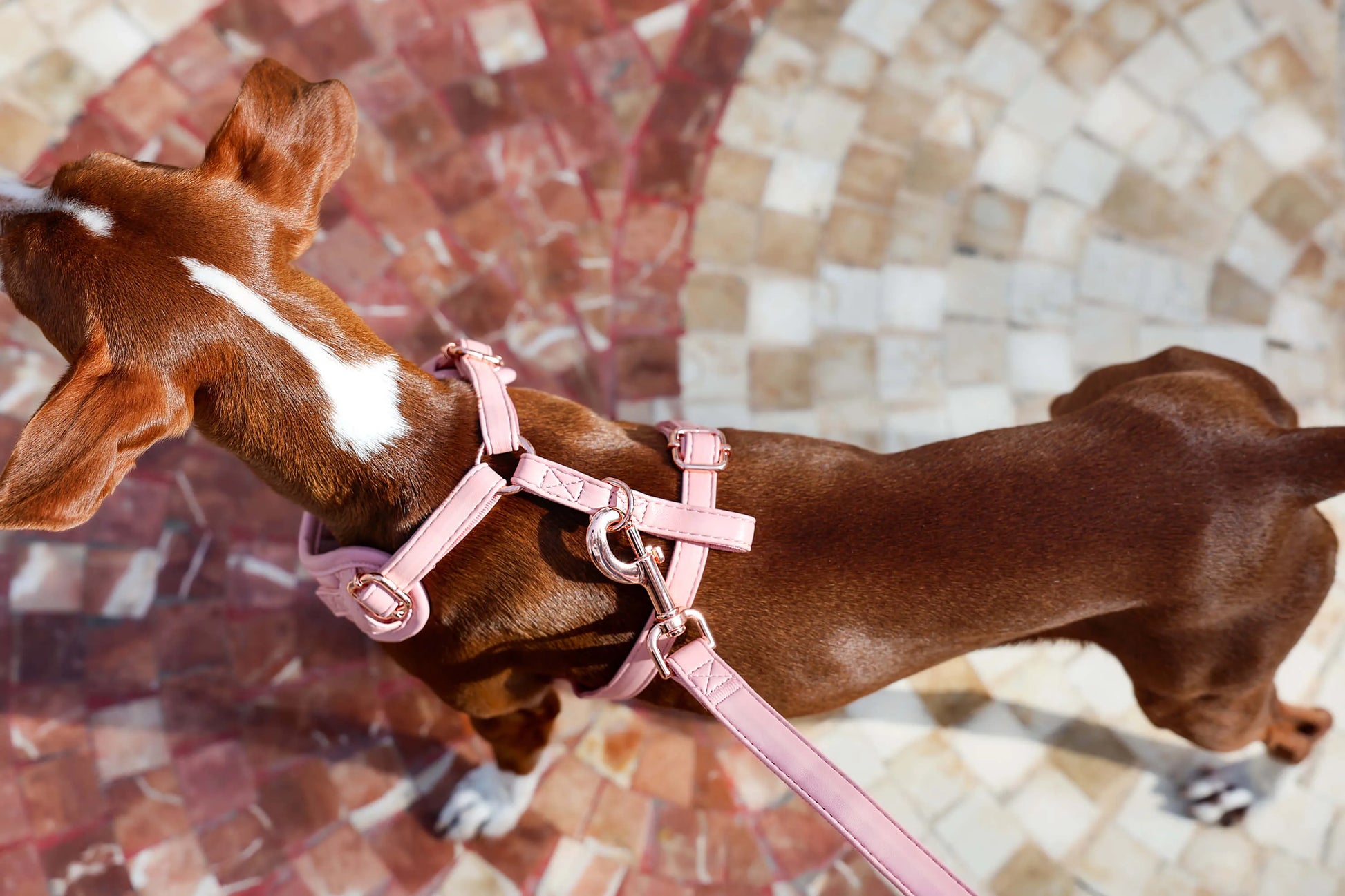 perros usando arnes de cuero vegano Rosa