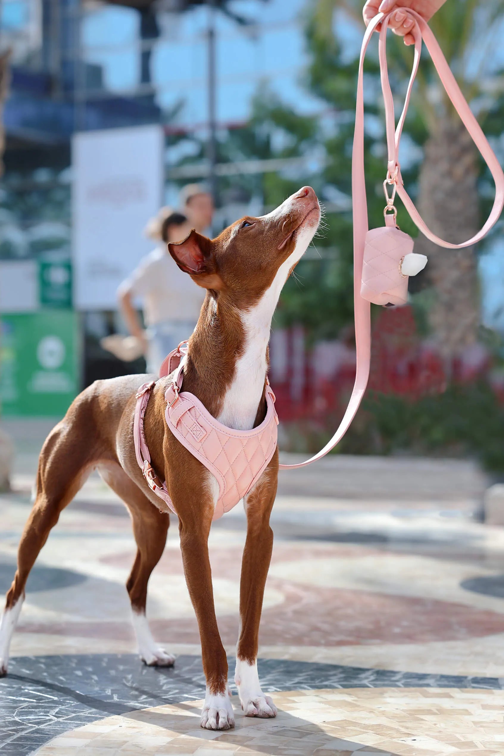 Perro con arnés de cuero vegano rosa, mirando hacia arriba mientras sostiene la correa de cuero vegano a juego