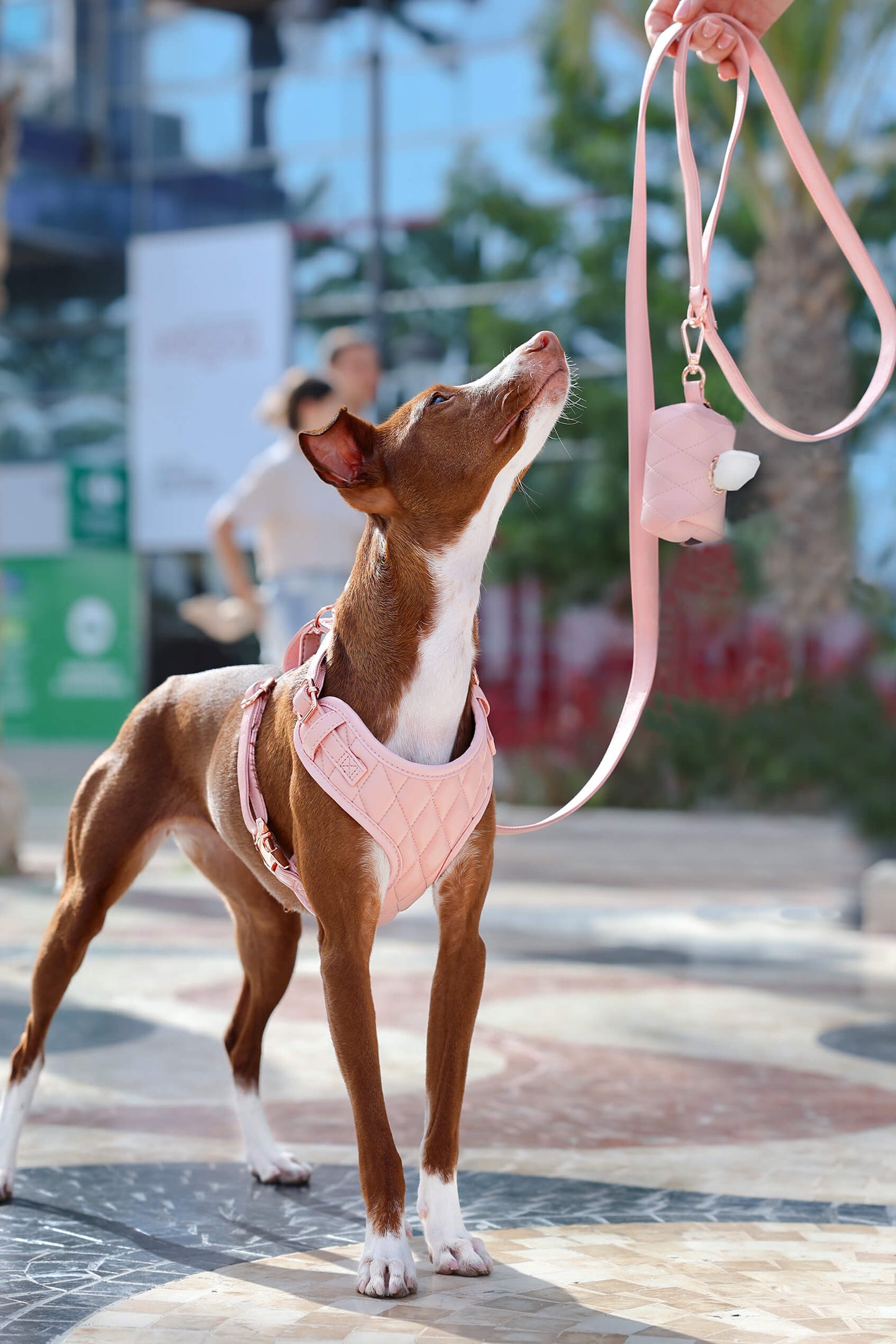 Un perro de pelo corto color marrón, con arnés y correa de cuero vegano rosa, mira hacia arriba mientras una persona sostiene un porta bolsas de cuero vegano rosa en una mano