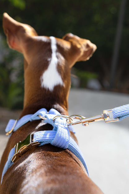 Perro usando el arnés de pana azul durante un paseo, vista desde atrás.