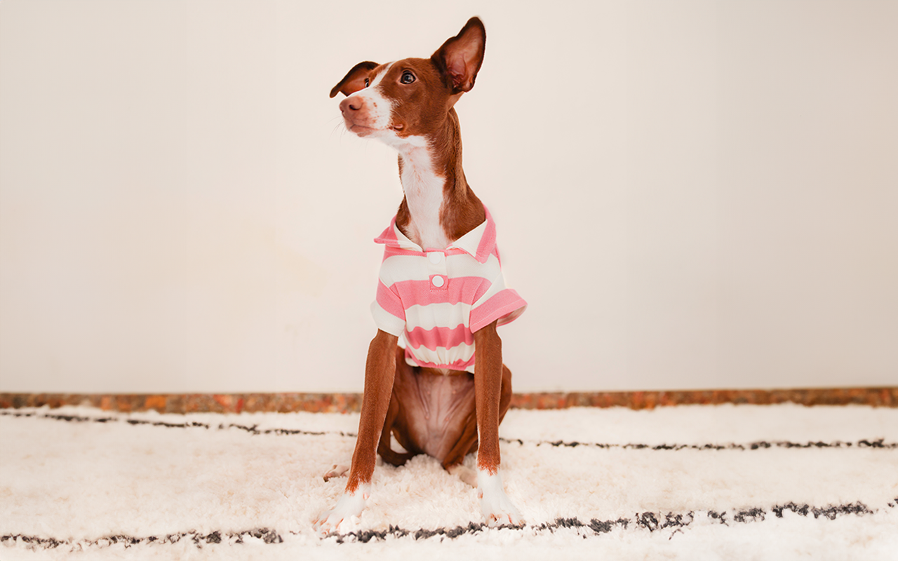 Perro posando con una camiseta polo a rayas rosas sobre una alfombra blanca.