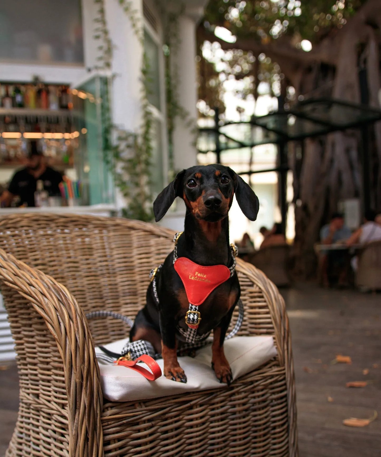 Perro usando el arnés naranja de pata de gallo, sentado en un sillón al aire libre.