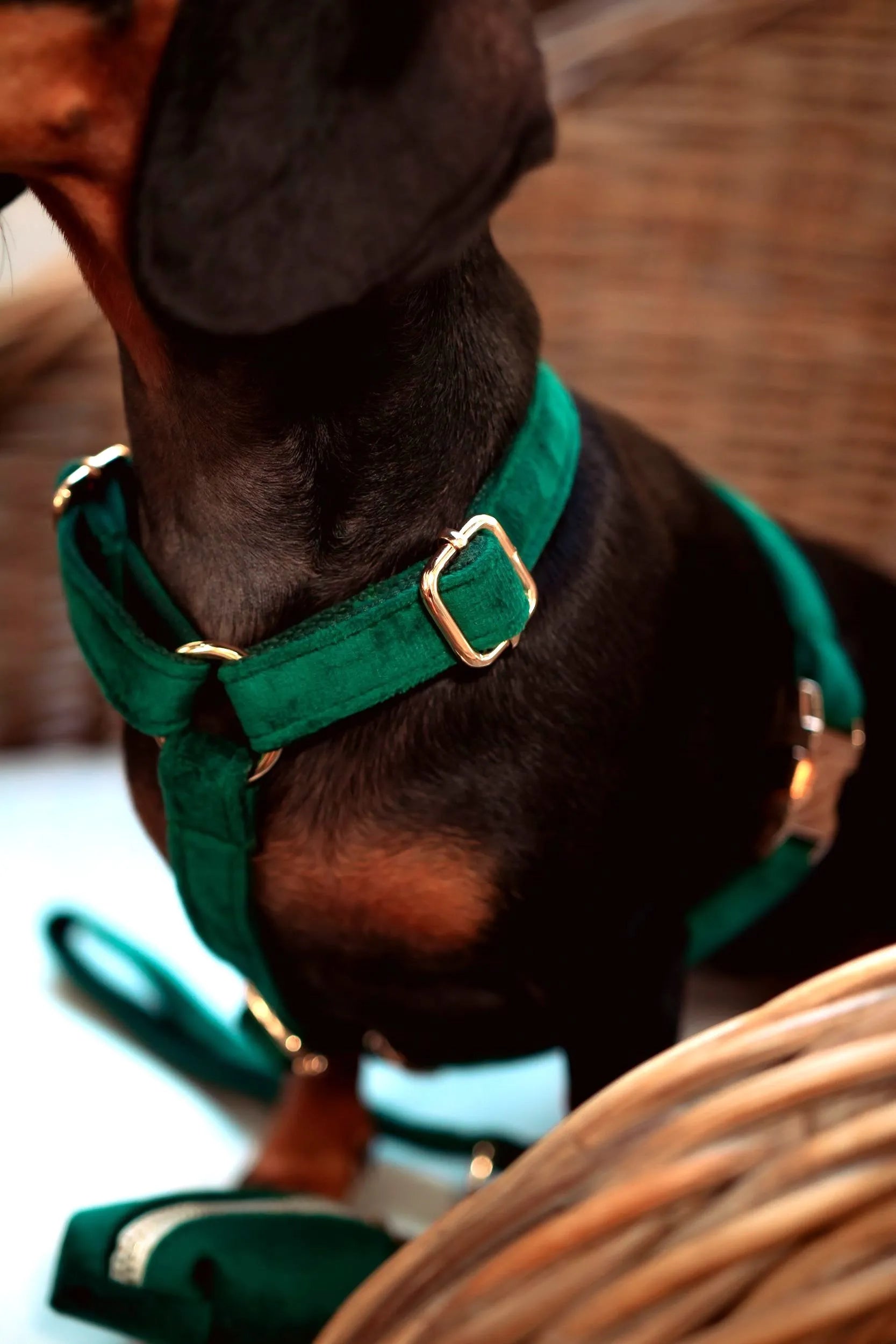 Perro usando el arnés de terciopelo verde, visto desde el pecho.