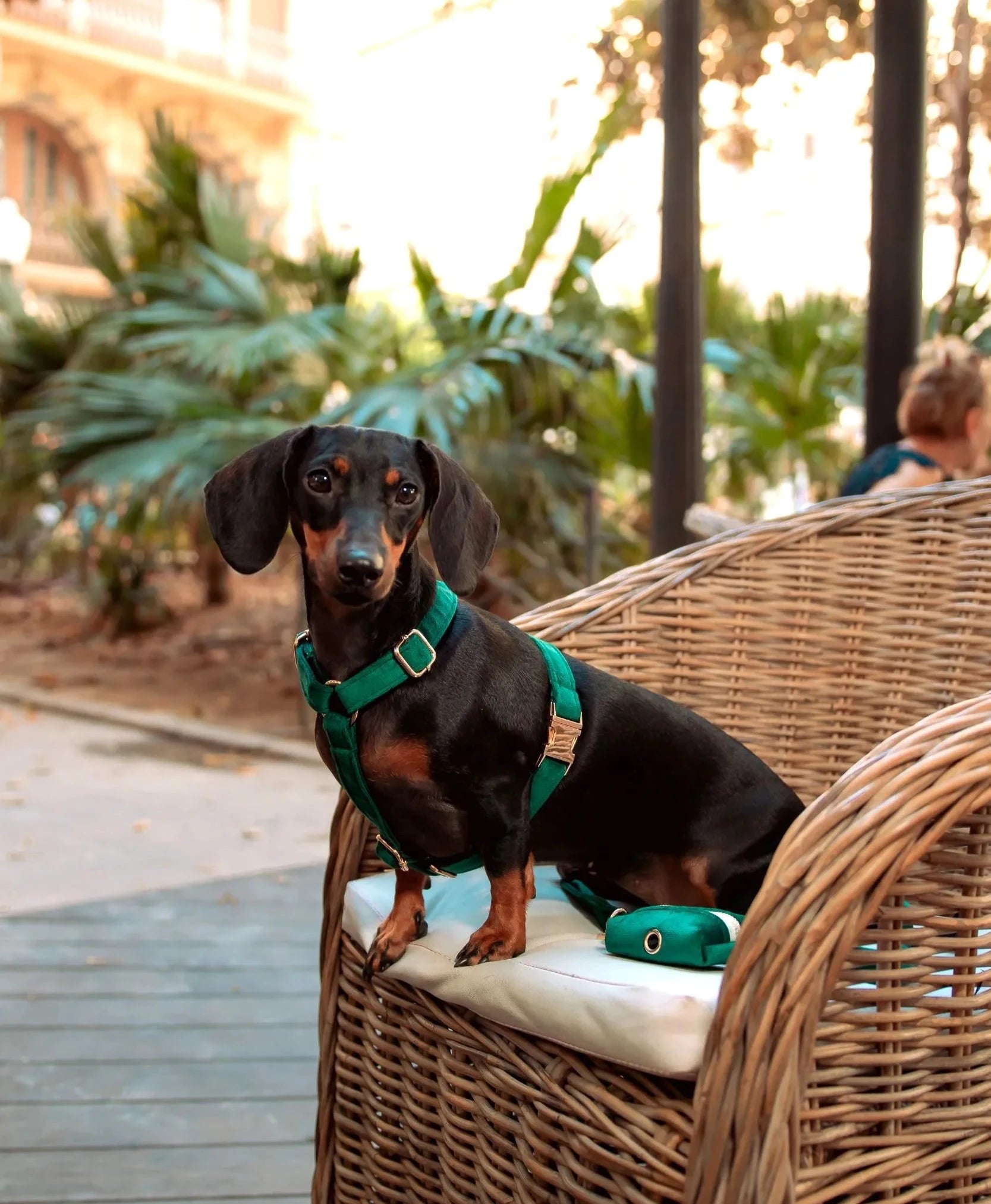 Perro con el arnés de terciopelo verde sentado en un sillón al aire libre