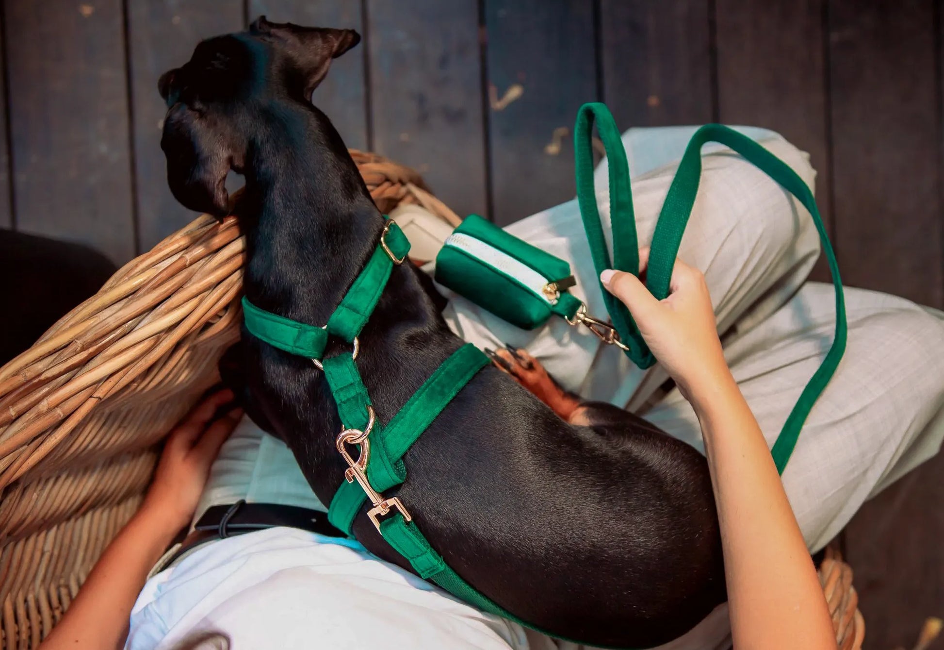 El perro lleva un arnés, correa y porta bolsas de terciopelo verde para perro. Set de paseo de terciopelo verde.