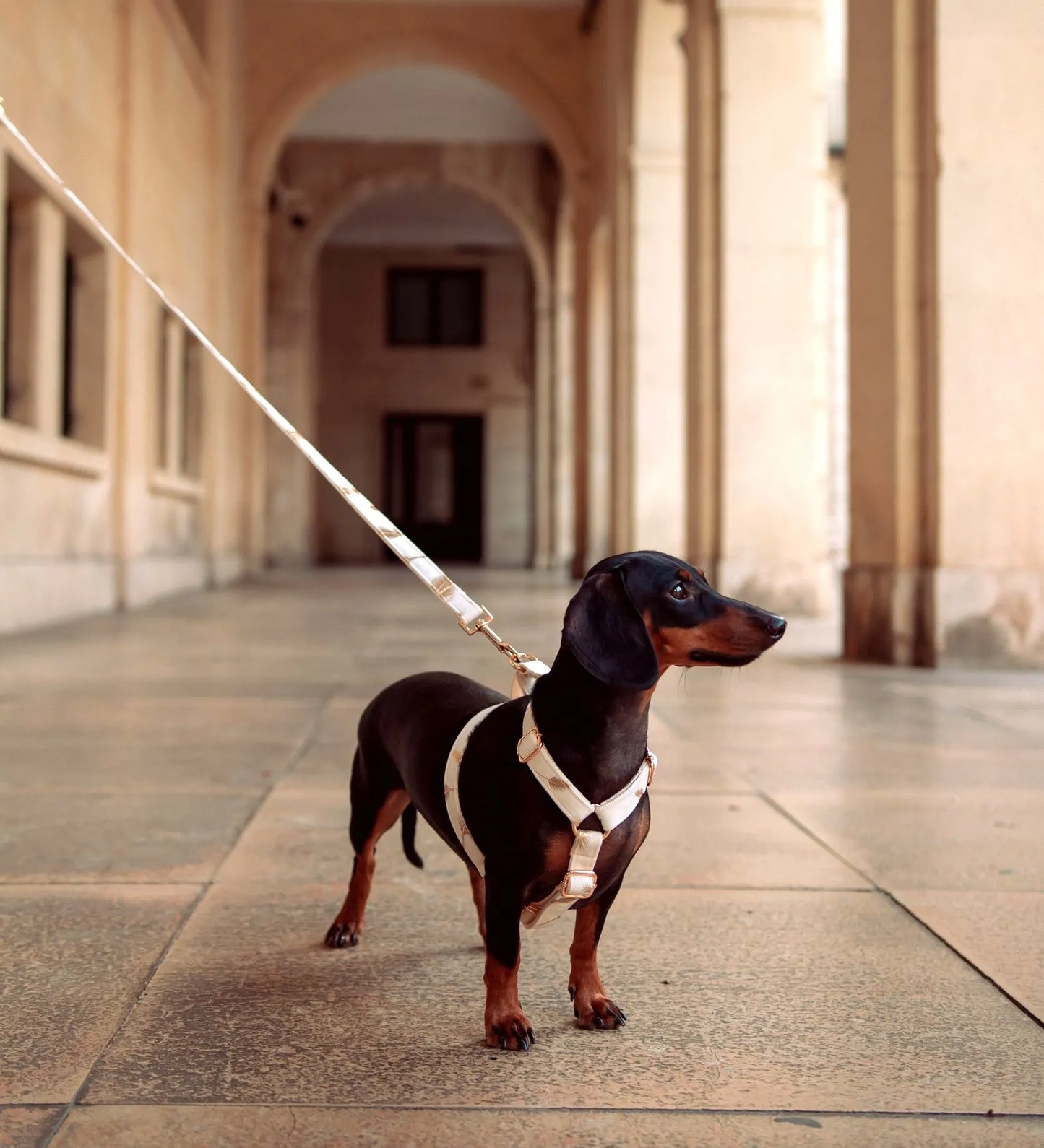 Perro de raza mediana usando el arnés de terciopelo blanco durante un paseo.