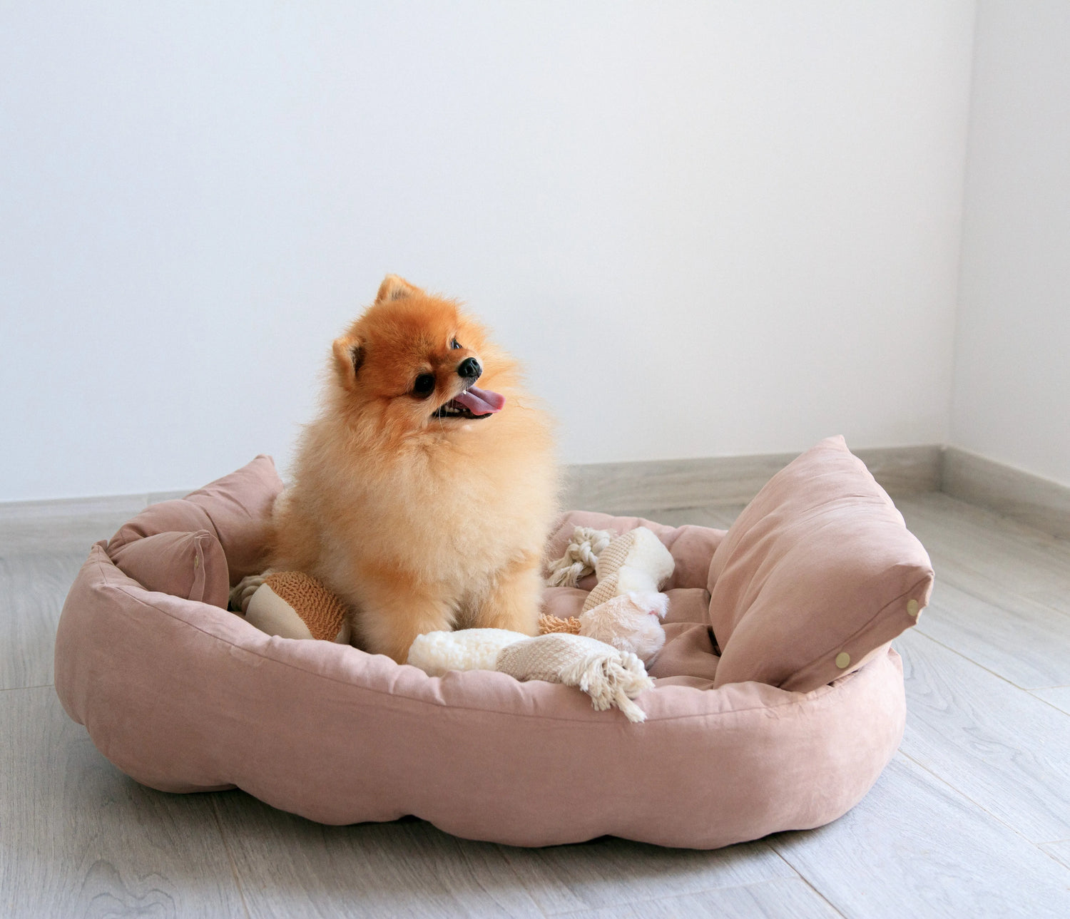 Perro pomerania disfrutando de su cómoda cama transformable rosa, perfecta para el descanso y la comodidad de las mascotas.