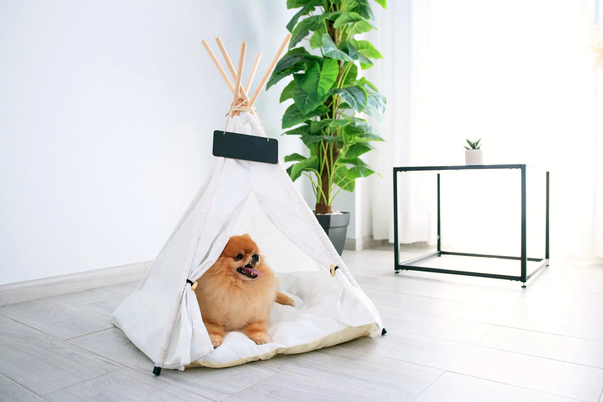 Perro pequeño dentro de la carpa blanca para mascotas en una sala luminosa.