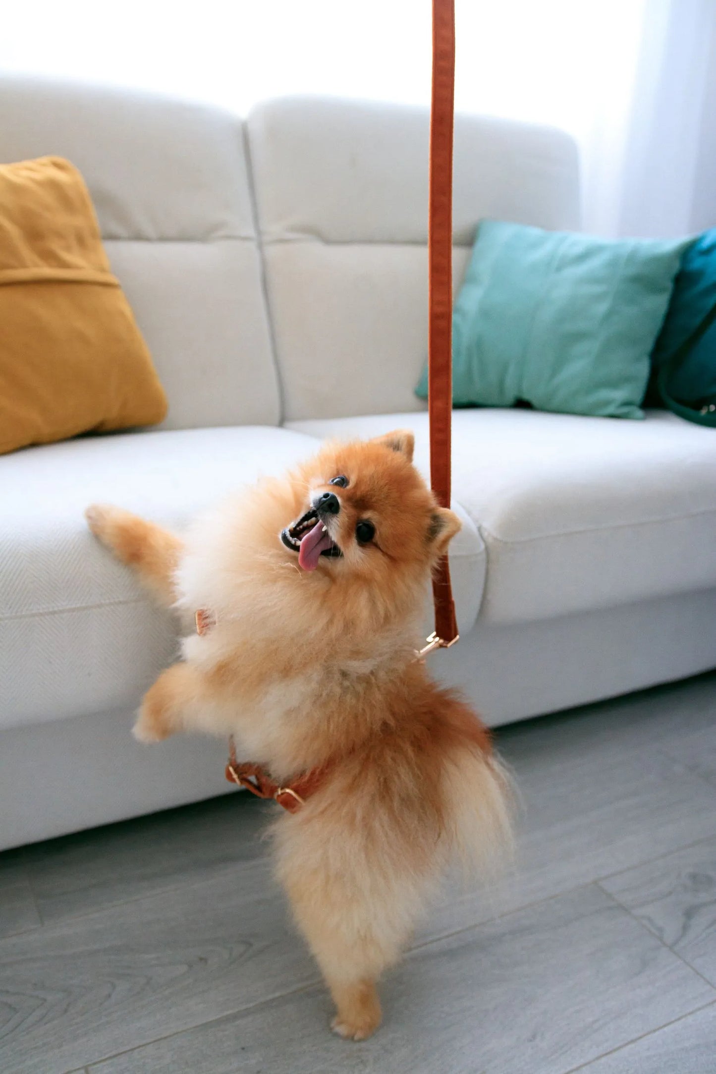  Pequeño perro pomerania sentado frente al sofá con la correa de terciopelo marrón, listo para salir de paseo.