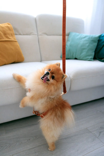  Pequeño perro pomerania sentado frente al sofá con la correa de terciopelo marrón, listo para salir de paseo.