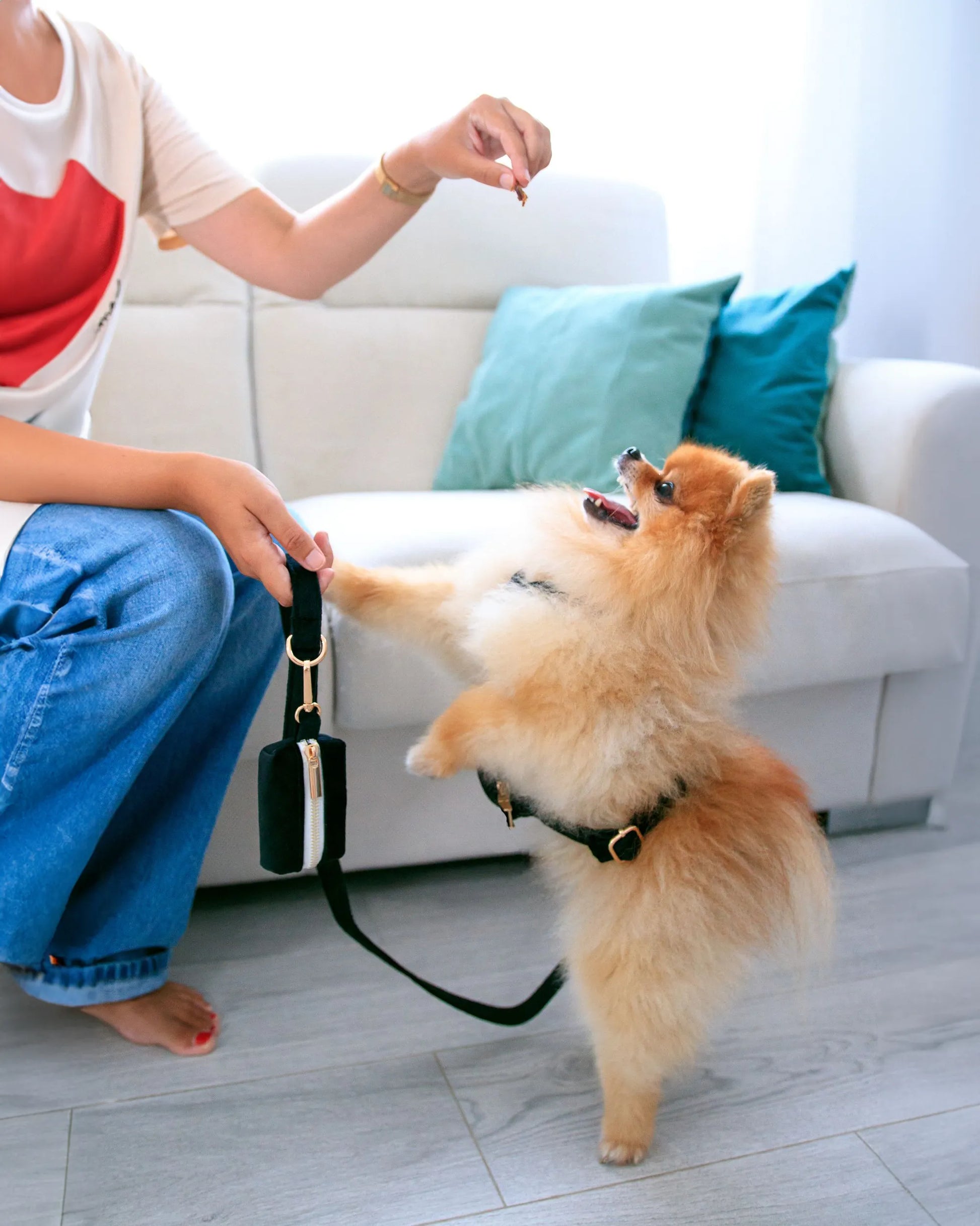 Perro Pomerania estirándose hacia la mano de su dueño para recibir una golosina. Lleva un arnés de terciopelo negro y está atado con una correa de terciopelo negro.