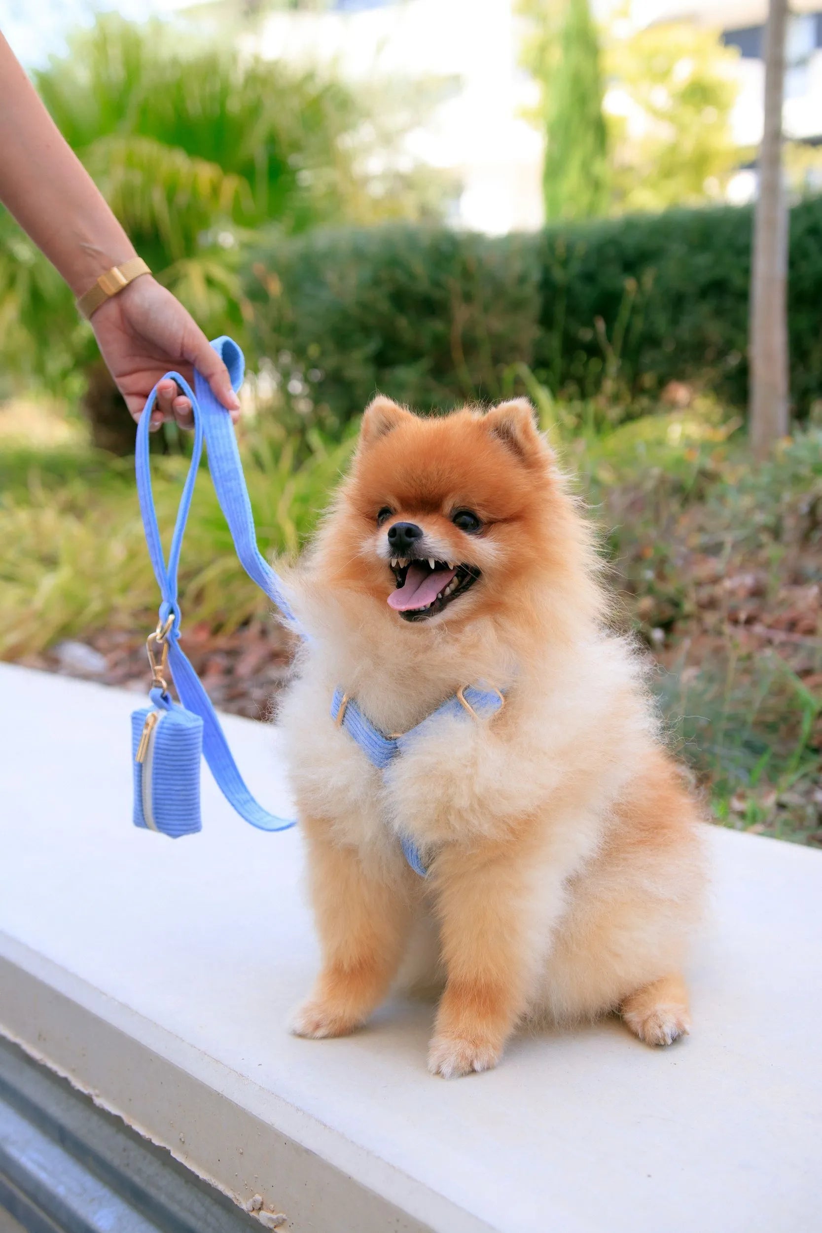 Perro pequeño sentado en una mesa, mostrando el arnés, correa y Porta Bolsas de pana azul